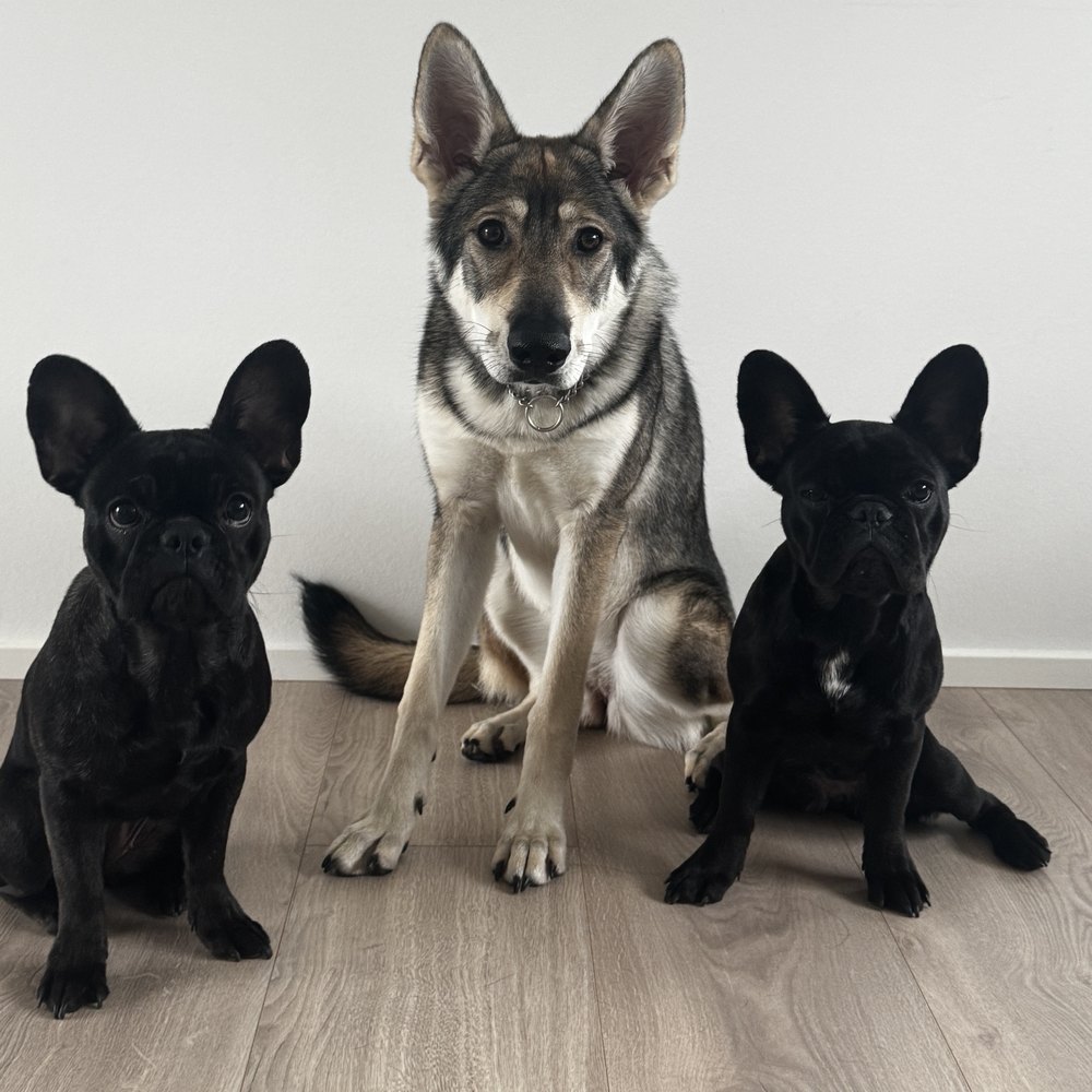 The KozyDen crew: a big mixed-breed pup sitting between two black French Bulldogs