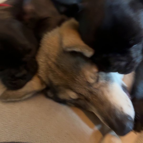 The KozyDen pups cuddled up together on the sofa