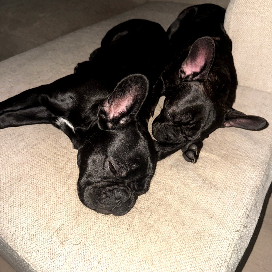 Two French Bulldogs fast asleep together on the sofa